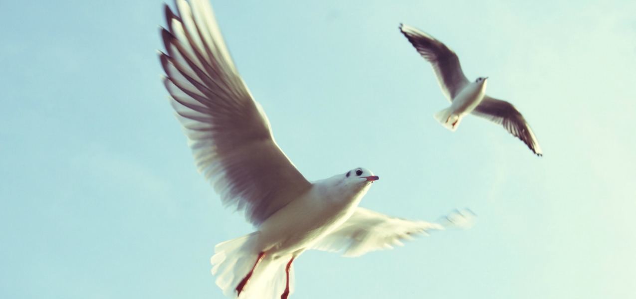 Website Development Birds